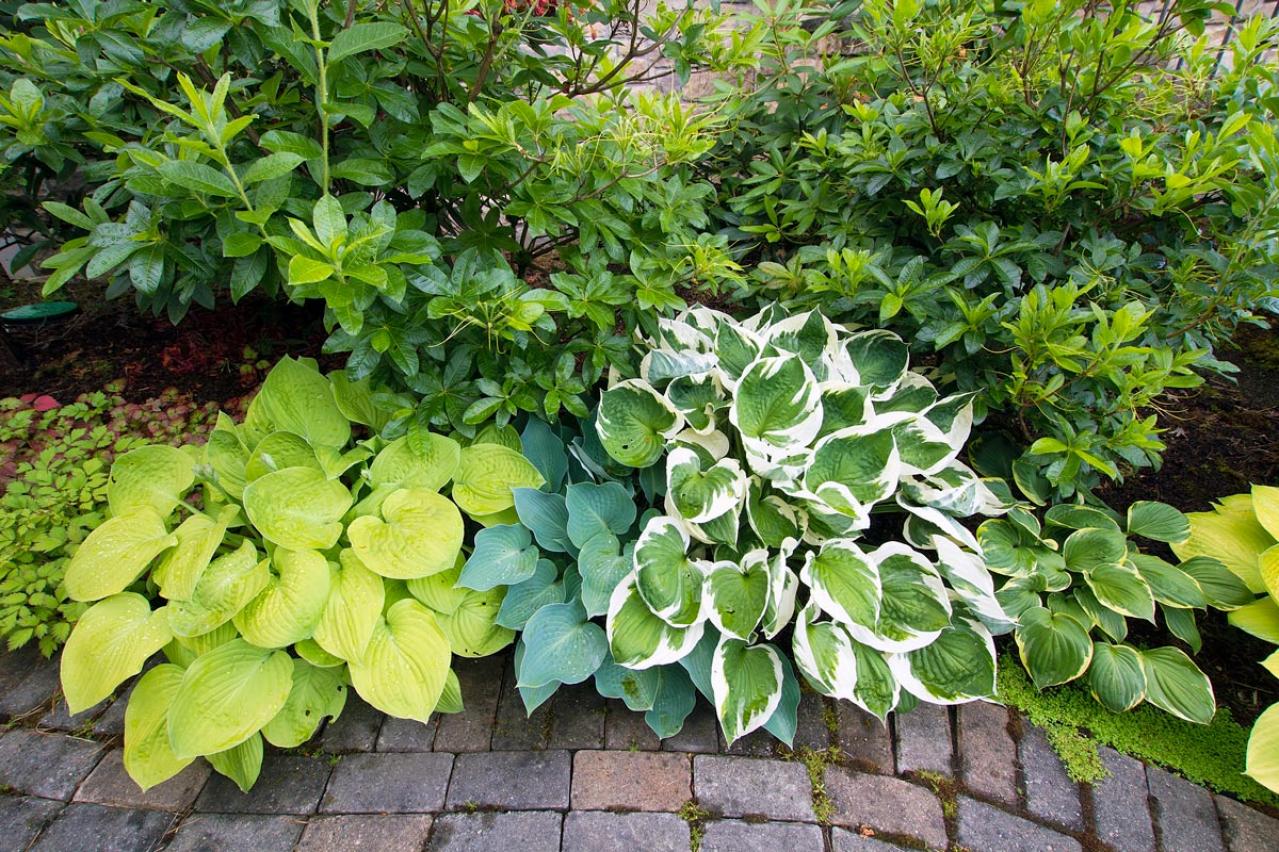 【ガーデニング】手間いらず！多年草のリーフプランツで初夏の庭を涼やかに飾る。花が少なくても大丈夫！