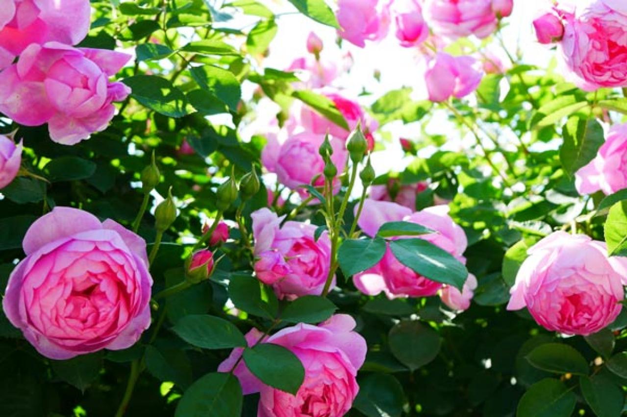 【ガーデニング】初心者でもうまくいく、バラの色の選び方とは？赤バラと黄バラを組み合わせる注意点（画像3）