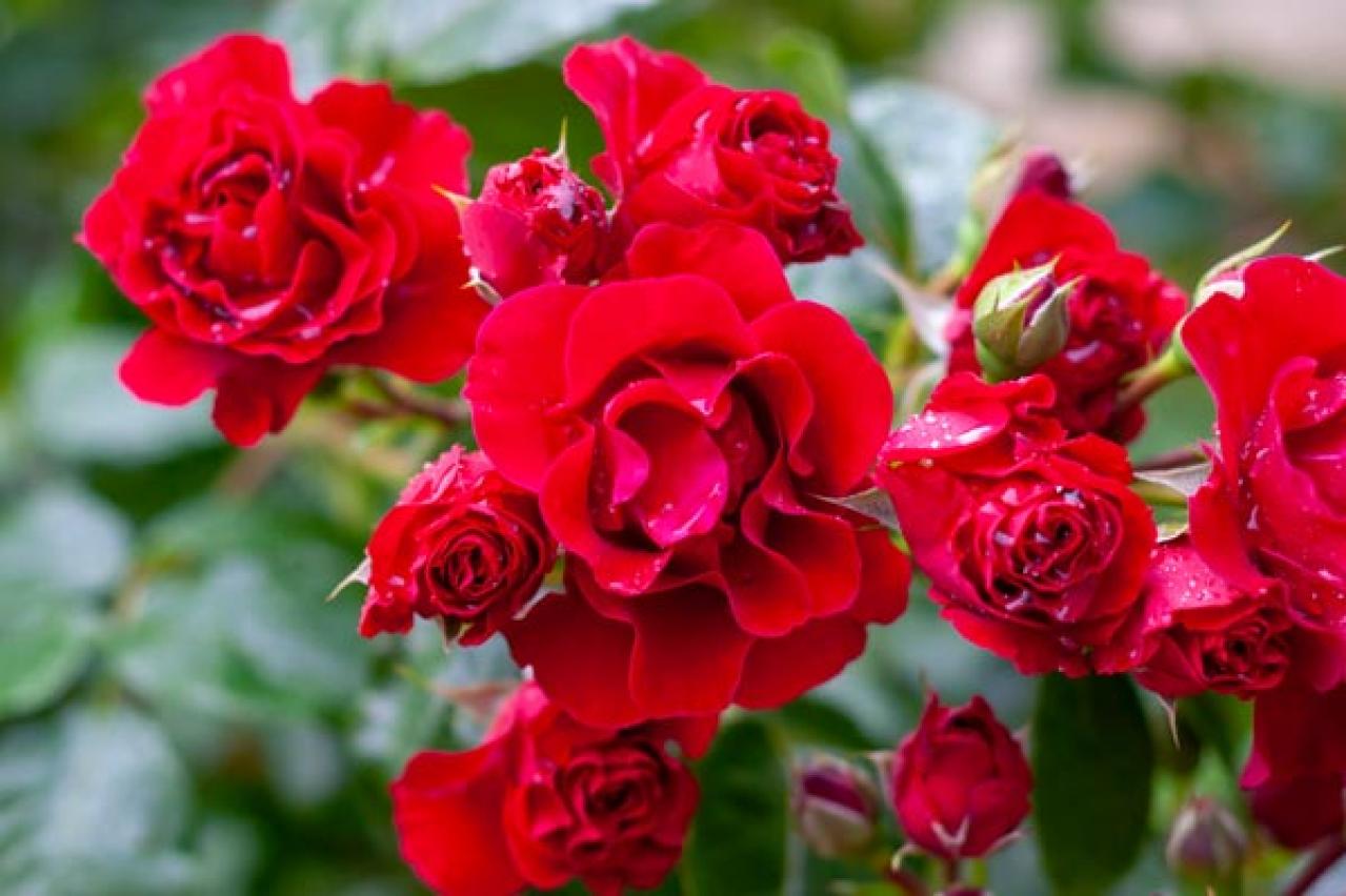 【ガーデニング】初心者でもうまくいく、バラの色の選び方とは？赤バラと黄バラを組み合わせる注意点（画像8）