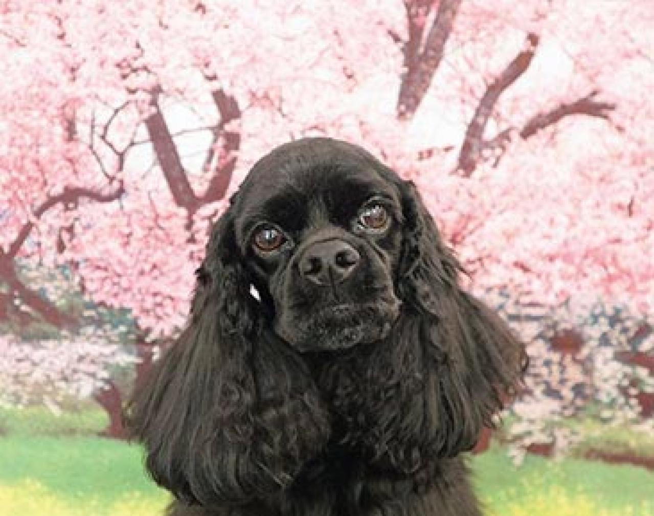 勤続40年のまおさんの「私らしい働き方」。「早期退職も考えた過去。テレワークのおかげで続けられそうです」（画像2）