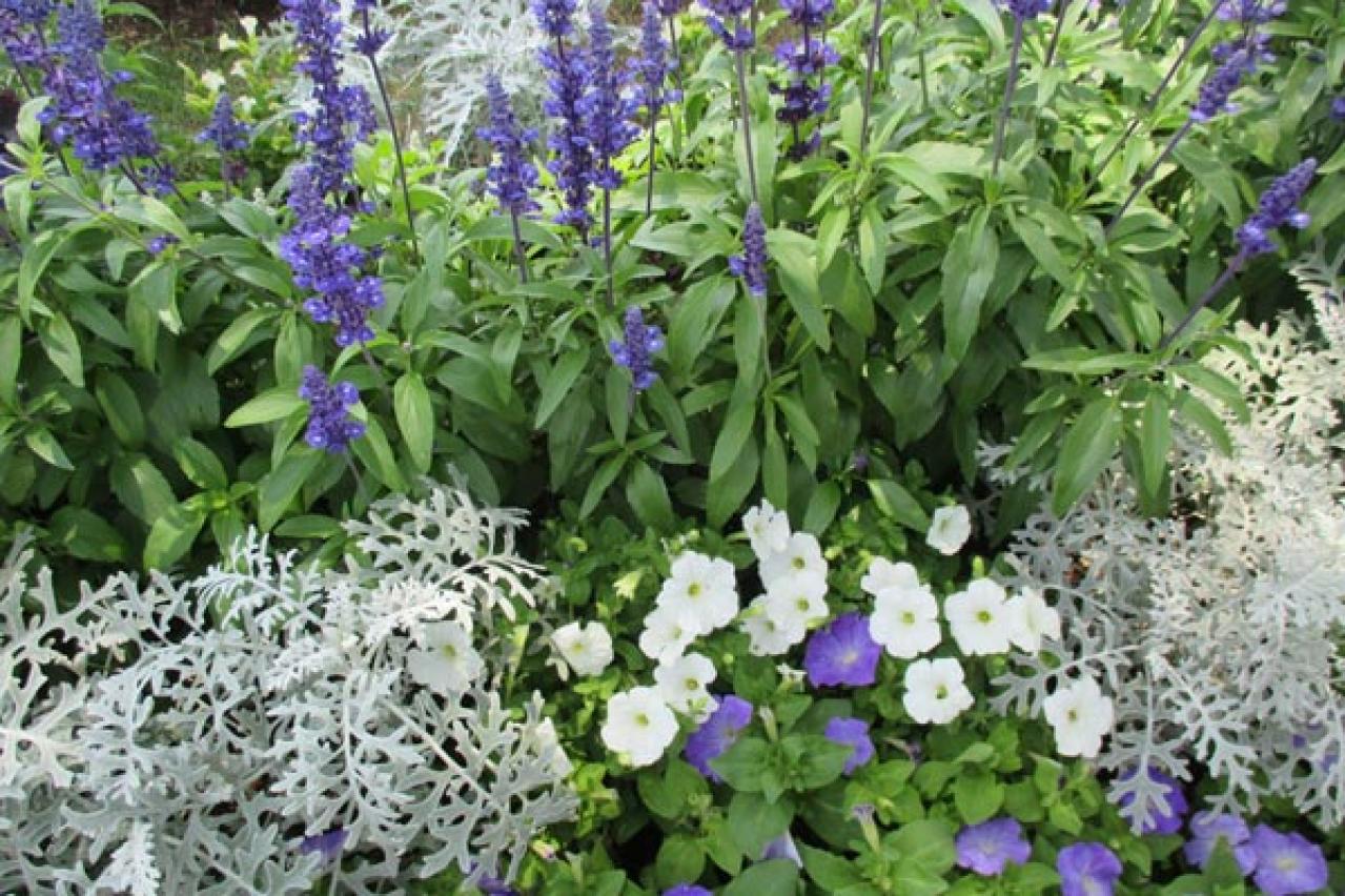 ブルーサルビア　ペチュニア　シルバーレース