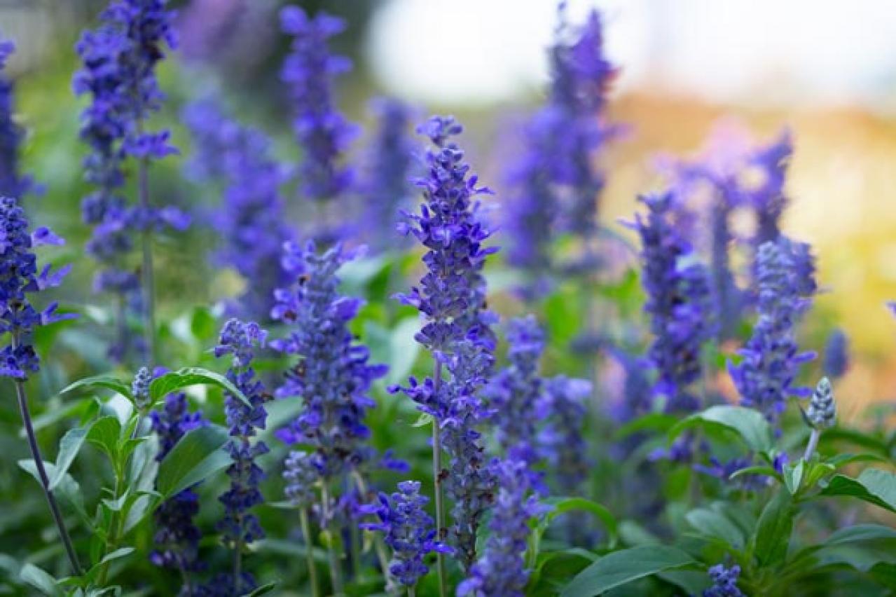 青い花　ブルーサルビア