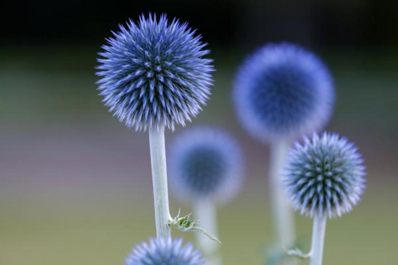 青い花　エキノプス