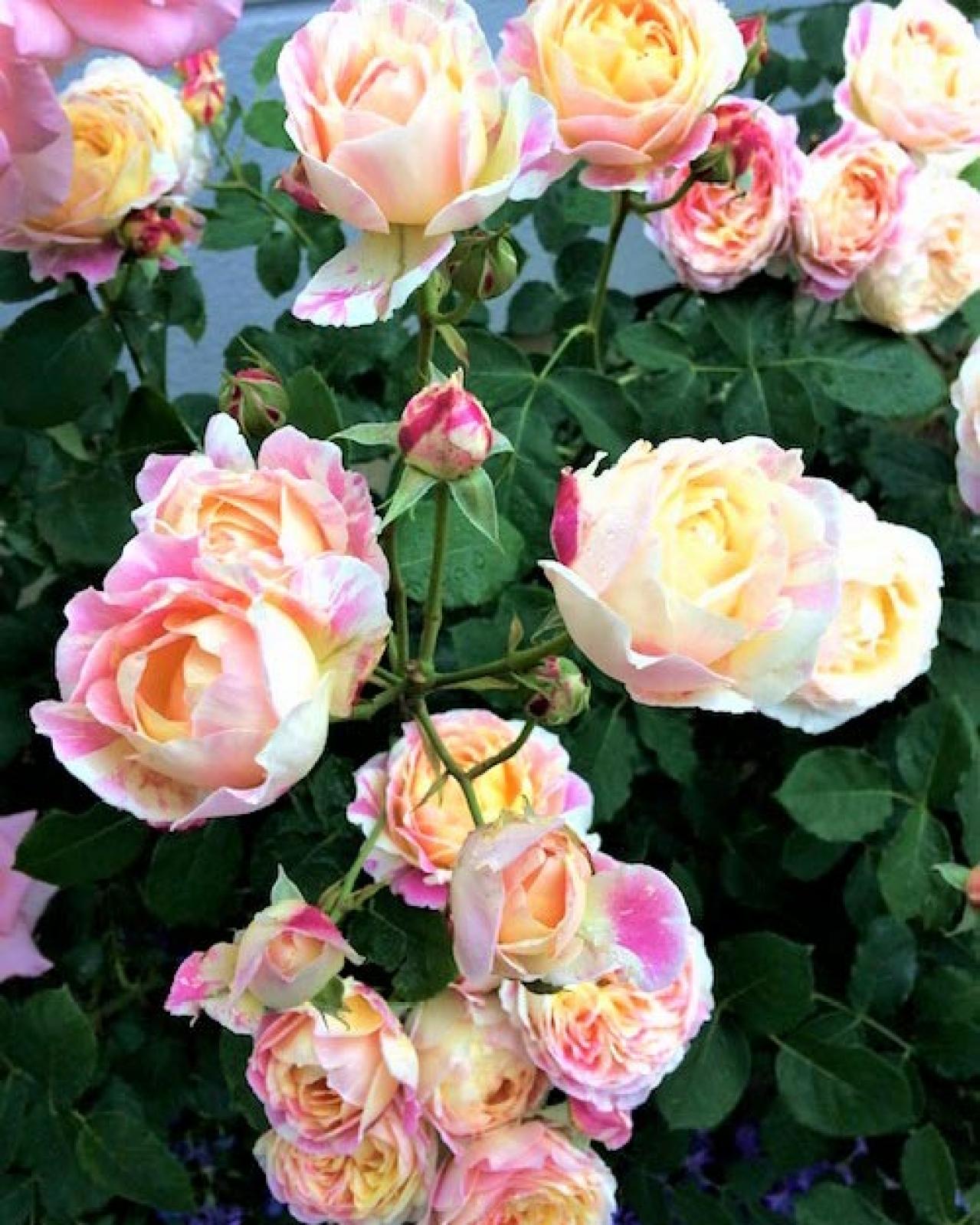 【ガーデニング】個性派ぞろいの花色のバラ［4選］ストライプやブルーのお宝ローズとは？（画像6）