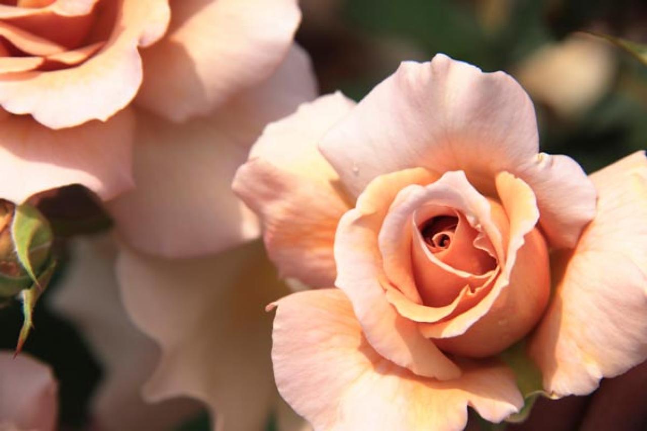 【ガーデニング】個性派ぞろいの花色のバラ［4選］ストライプやブルーのお宝ローズとは？（画像5）