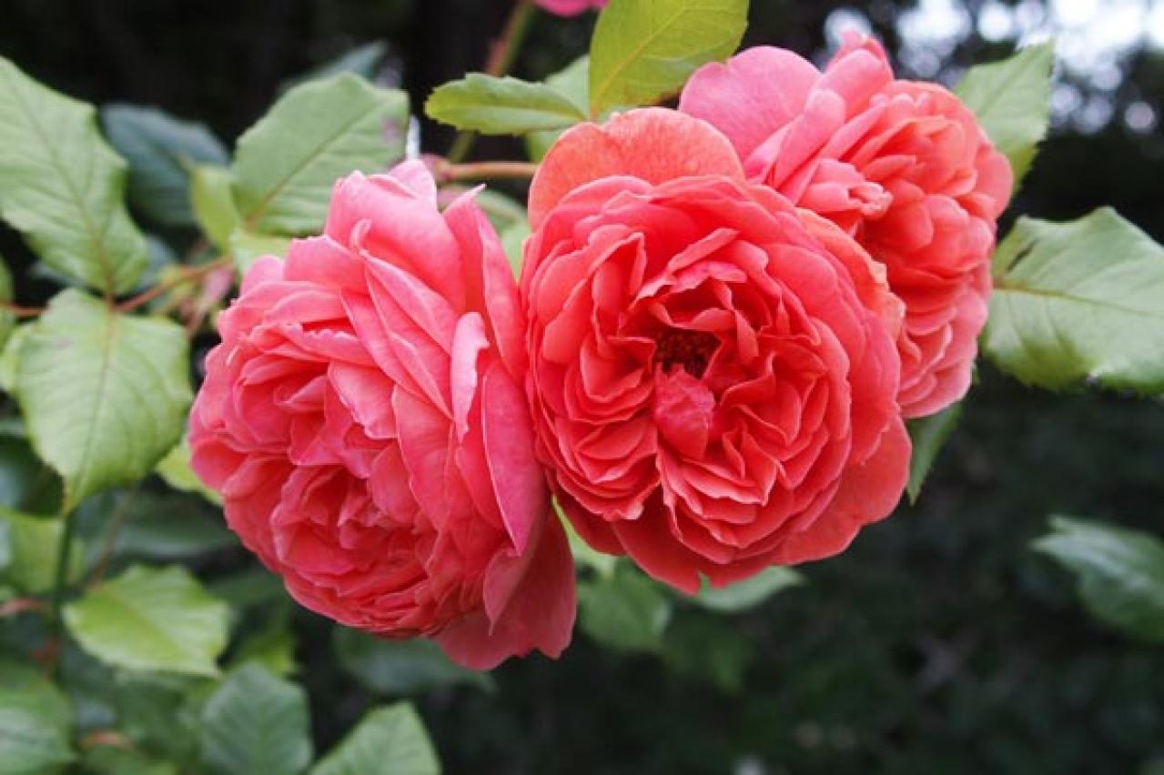 【ガーデニング】個性派ぞろいの花色のバラ［4選］ストライプやブルーのお宝ローズとは？（画像2）