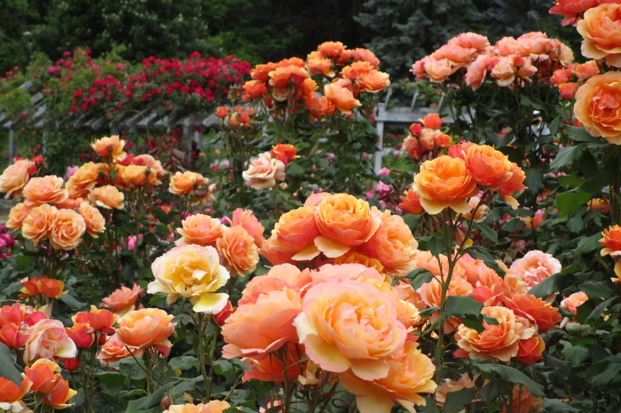 【ガーデニング】個性派ぞろいの花色のバラ［4選］ストライプやブルーのお宝ローズとは？