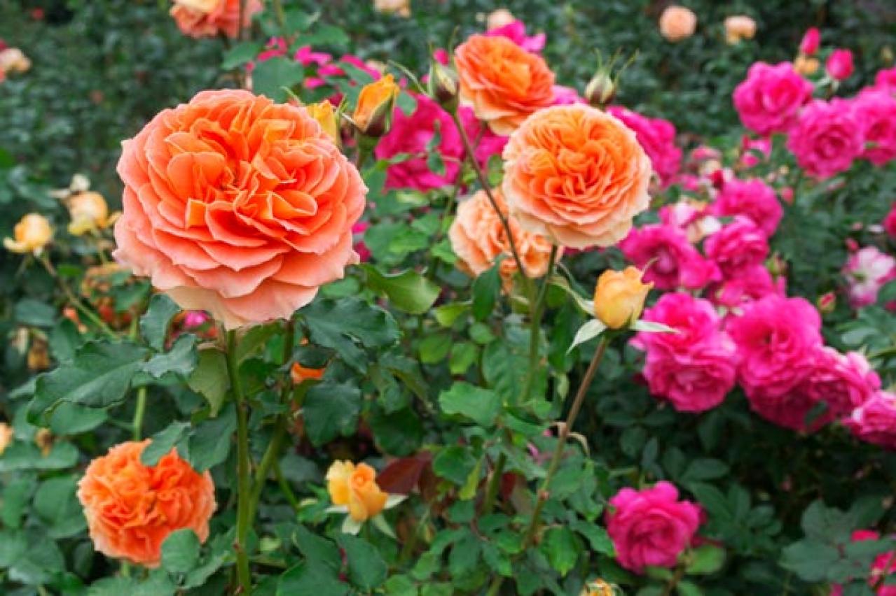 【ガーデニング】個性派ぞろいの花色のバラ［4選］ストライプやブルーのお宝ローズとは？（画像3）