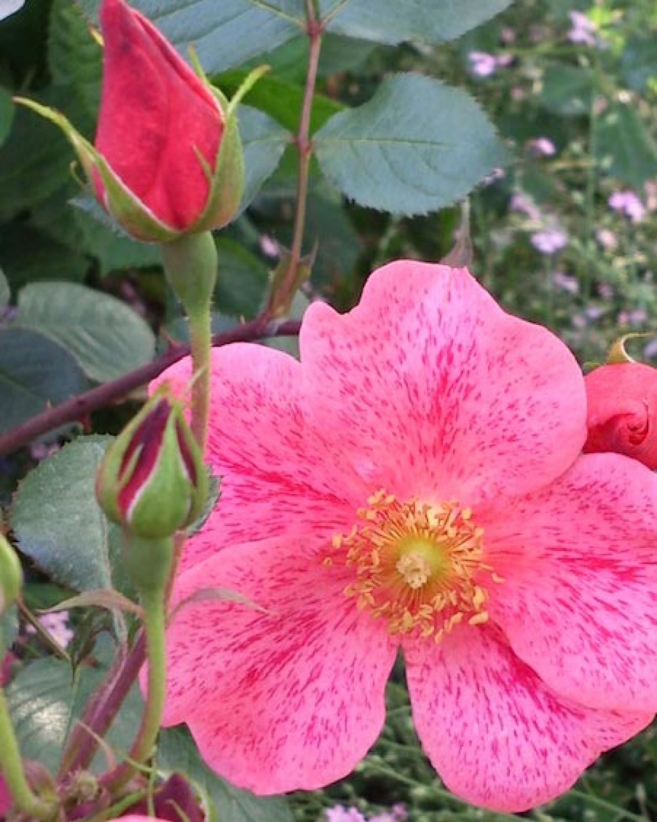 【ガーデニング】個性派ぞろいの花色のバラ［4選］ストライプやブルーのお宝ローズとは？（画像7）