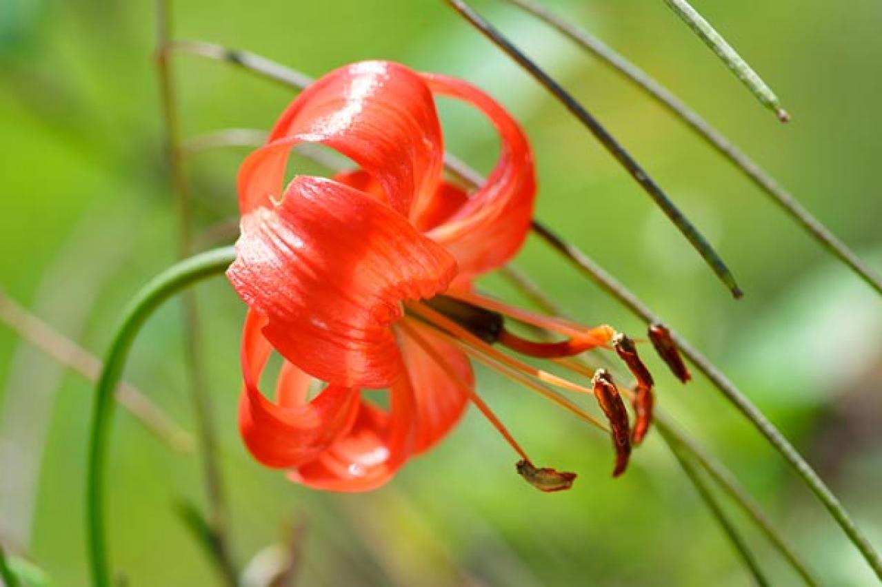 【ガーデニング】来年も咲いてくれる多年草「ユリ」の魅力。エレガントからキュートまで（画像11）