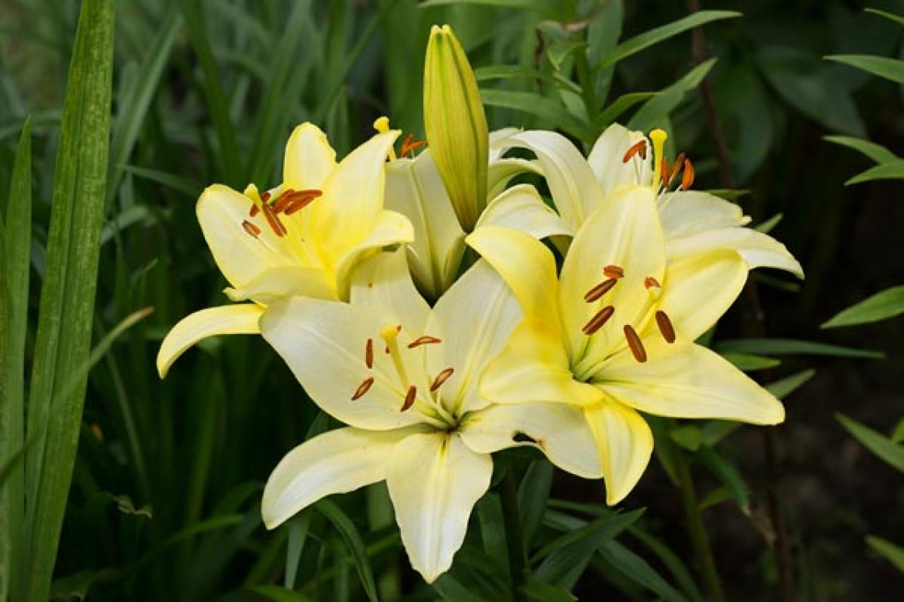 【ガーデニング】来年も咲いてくれる多年草「ユリ」の魅力。エレガントからキュートまで（画像15）