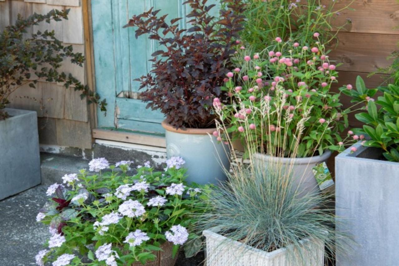 【ガーデニング】鉢植えを並べて置くだけ！夏のエントランスを格上げするコツ