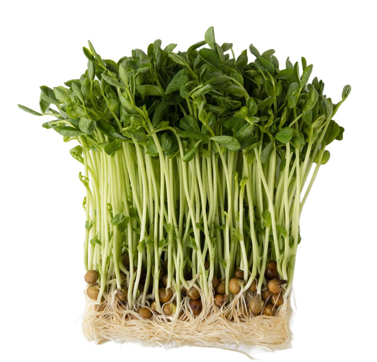 【食品の保存法】野菜を冷蔵で保存し、鮮度をできるだけキープするには？（画像12）