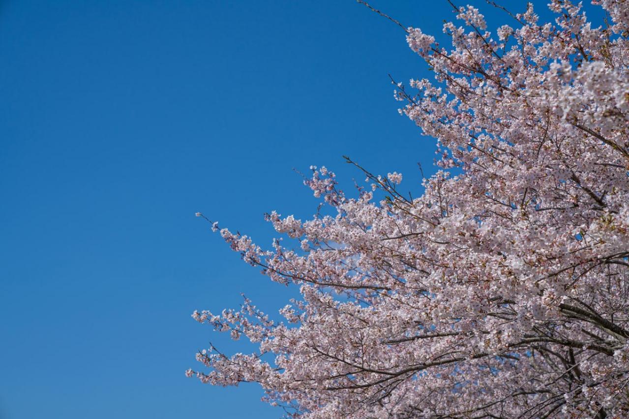 【ラストマン第７話】『桜坂』を彷彿とさせるような、皆実（福山雅治）の「坂道好き」発言。丁寧な小ネタ満載が楽しみに