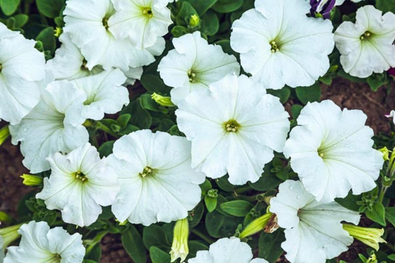 【初夏のガーデニング】憧れのホワイトガーデン。白い花10選で梅雨時期をさわやかに過ごす（画像5）