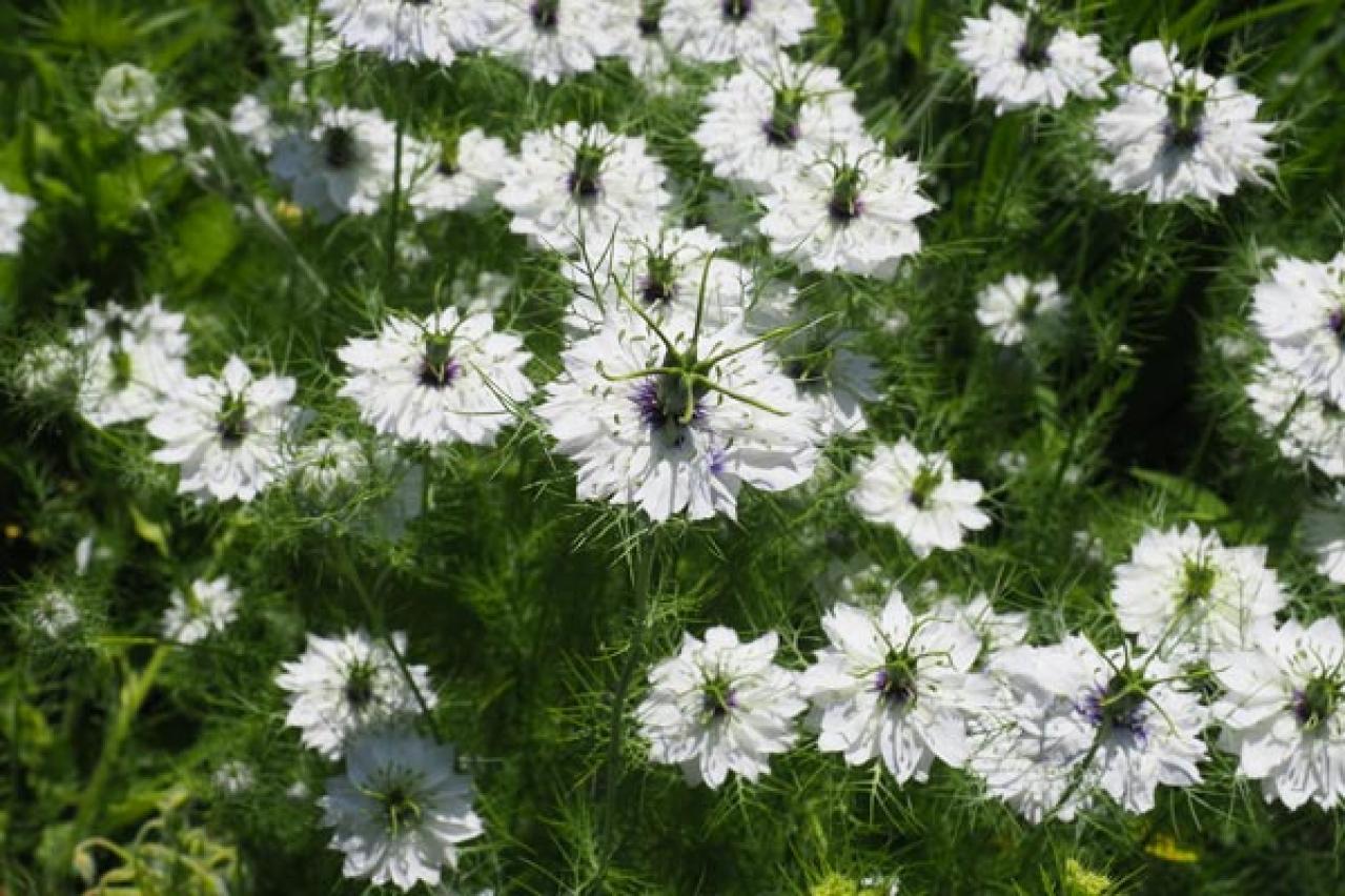 【初夏のガーデニング】憧れのホワイトガーデン。白い花10選で梅雨時期をさわやかに過ごす（画像13）