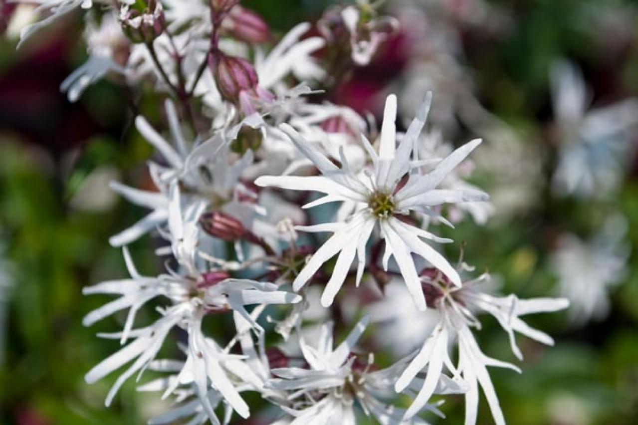 【ガーデニング】憧れのホワイトガーデン。白い花の組み合わせで雨の季節を爽やかに彩る（画像9）