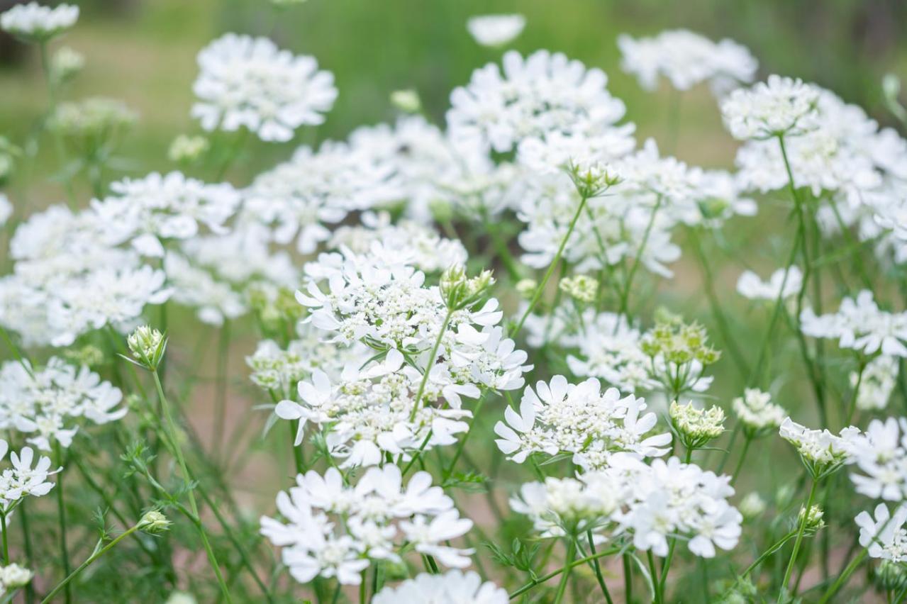 【初夏のガーデニング】憧れのホワイトガーデン。白い花10選で梅雨時期をさわやかに過ごす