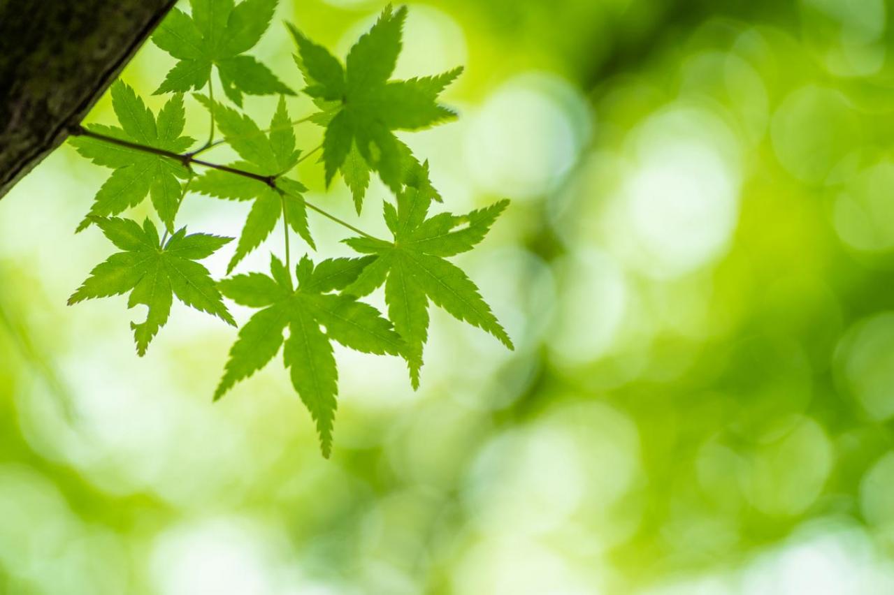 「悩みを手放す方法」とは？　ついてない１日が清々しい１日に。枡野俊明さんに学ぶ