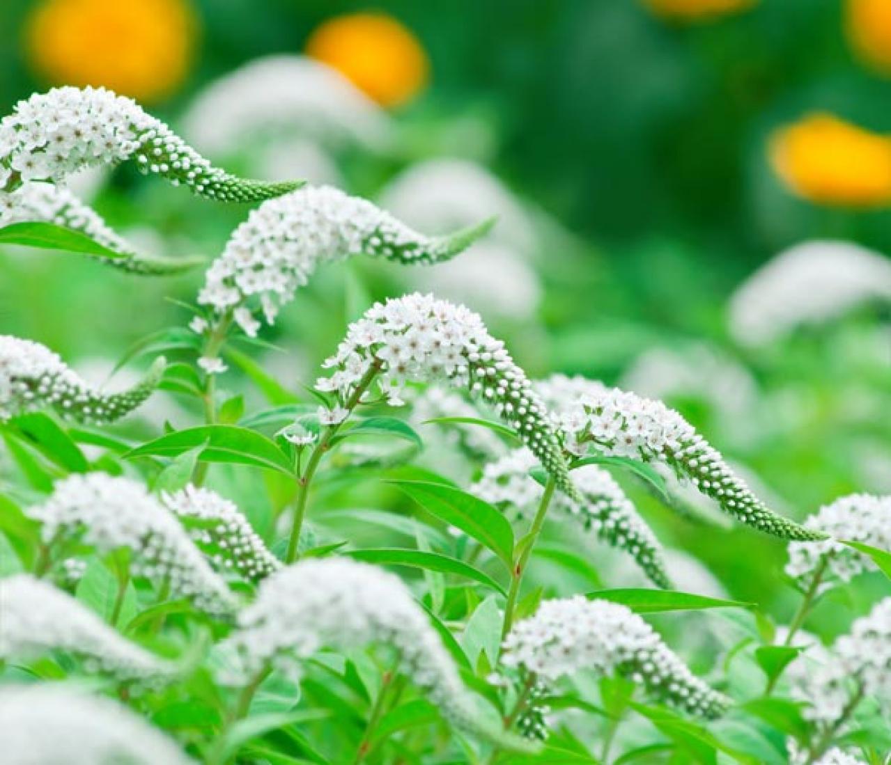 【初夏のガーデニング】憧れのホワイトガーデン。白い花10選で梅雨時期をさわやかに過ごす（画像7）