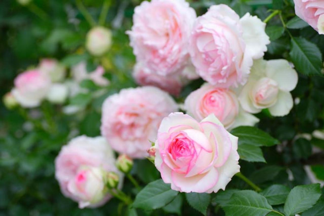 【ガーデニング】6月のバラのお手入れ。花がら切りと肥料、枝の正しい切り方とは？（画像2）