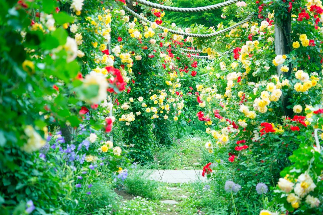 【ガーデニング】6月のバラのお手入れ。花がら切りと肥料、枝の正しい切り方とは？