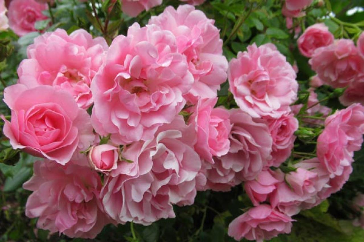 【ガーデニング】6月のバラのお手入れ。花がら切りと肥料、枝の正しい切り方とは？（画像4）