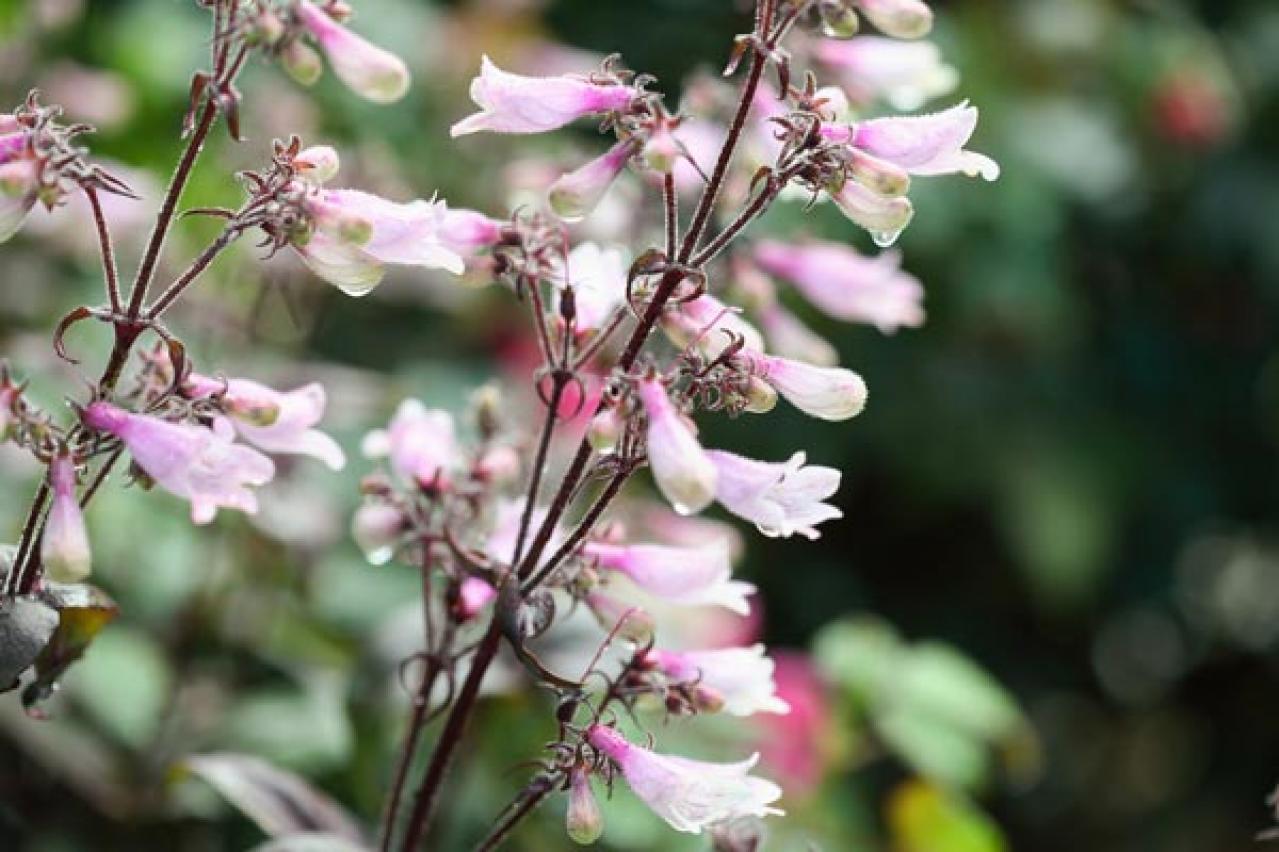 【ガーデニング】植えっぱなしで毎年楽しめる丈夫な［多年草10選］初夏をカラフルに彩る！（画像8）