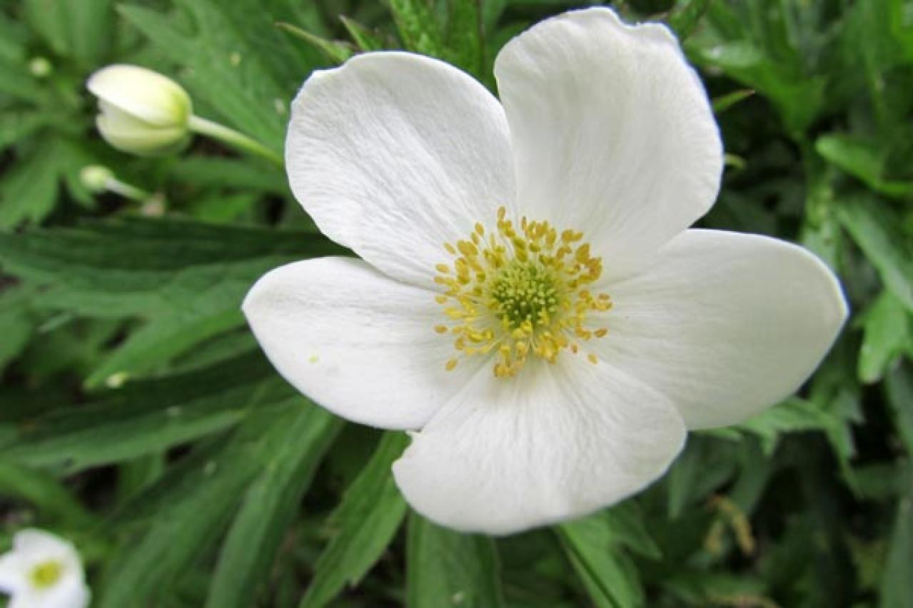 【ガーデニング】植えっぱなしで毎年楽しめる丈夫な［多年草10選］初夏をカラフルに彩る！（画像12）