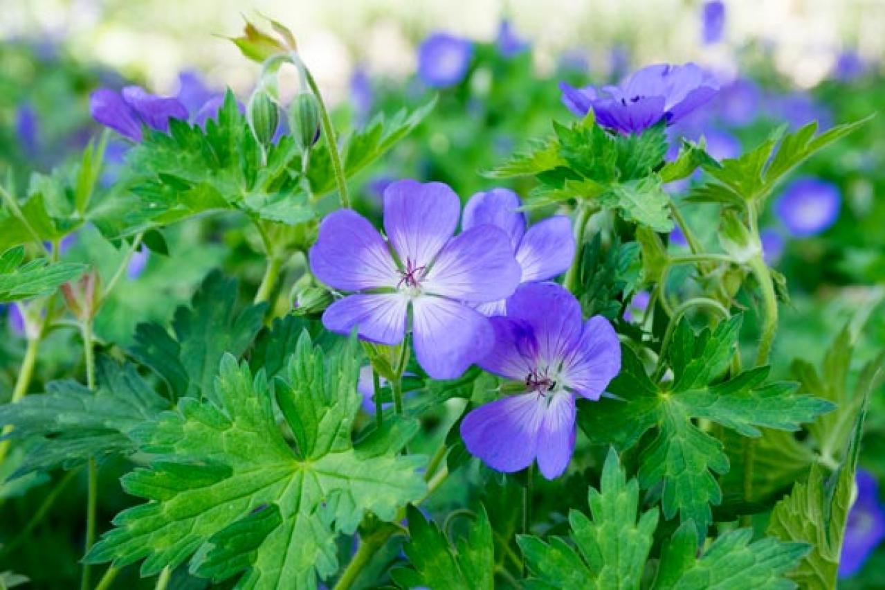 ガーデニング】植えっぱなしで毎年楽しめる【宿根草・多年草】。ナチュラルな野原に咲くような花10選 | ゆうゆうtime｜ページ 2/2