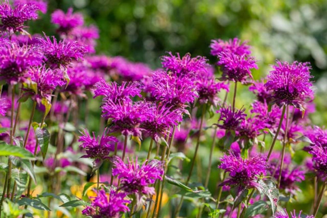 ガーデニング】植えっぱなしで毎年楽しめる【宿根草・多年草】。ナチュラルな野原に咲くような花10選 | ゆうゆうtime