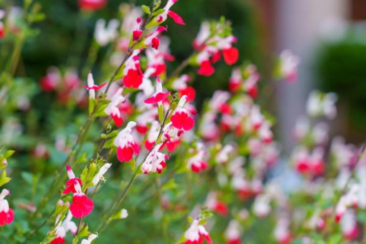 ガーデニング】植えっぱなしで毎年楽しめる【宿根草・多年草】。ナチュラルな野原に咲くような花10選 | ゆうゆうtime｜ページ 2/2