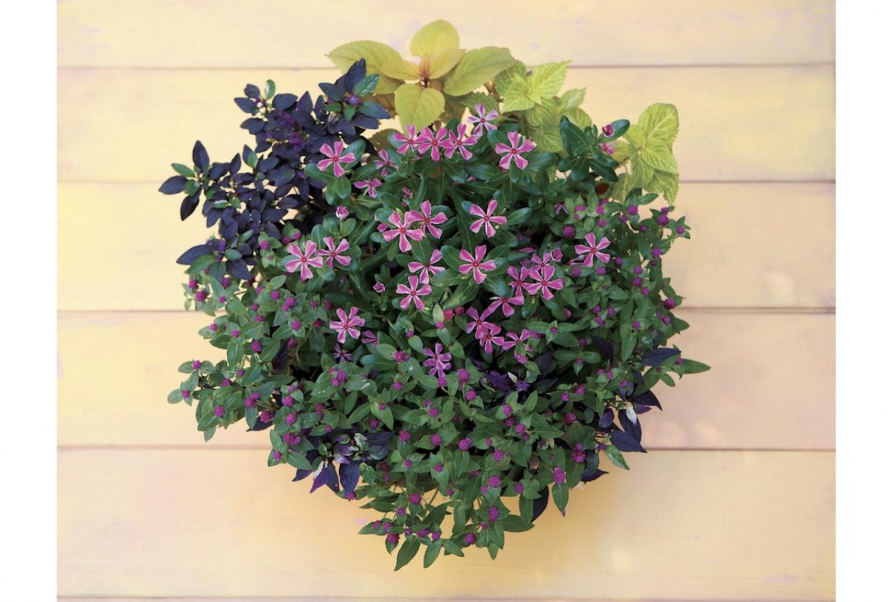 【ガーデニング】暑さに強く秋まで元気に育つ【ニチニチソウと実もの】の寄せ植え