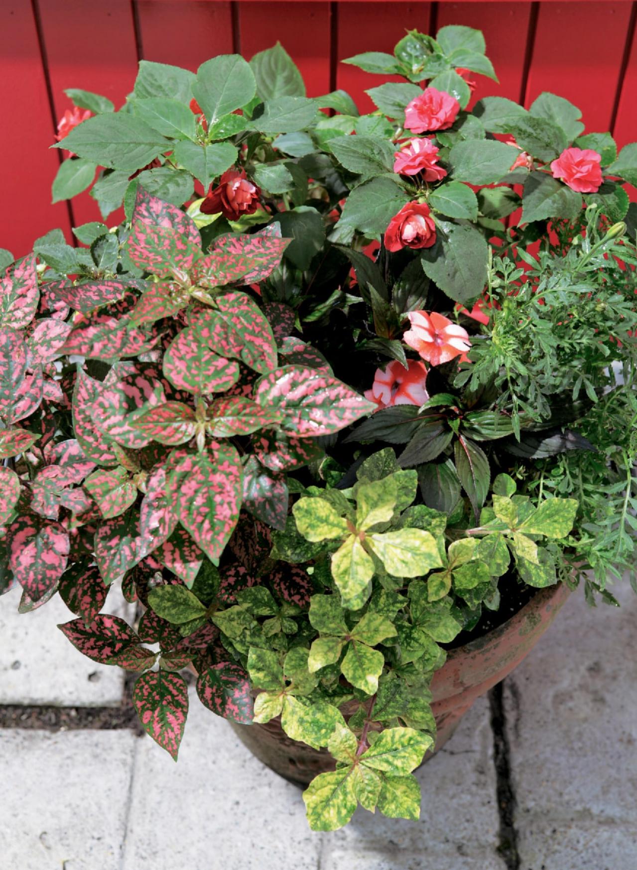 【ガーデニング】半日陰でもOK！ 晩秋まで華やかに咲く【インパチエンスの寄せ植え】（画像4）