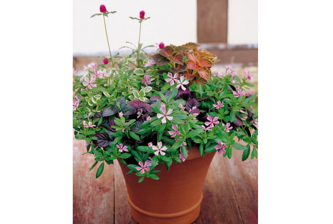 【ガーデニング】暑さと乾燥に強く、夏におすすめの多年草【ニチニチソウの寄せ植え】