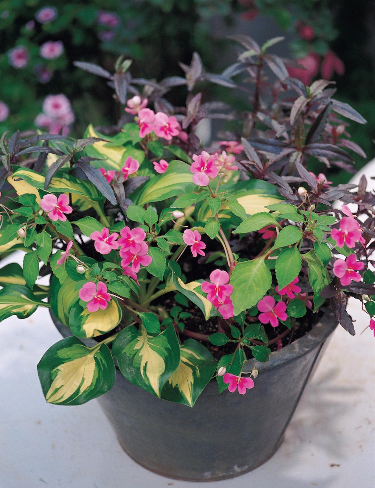 【ガーデニング】半日陰でもOK！ 晩秋まで華やかに咲く【インパチエンスの寄せ植え】（画像2）