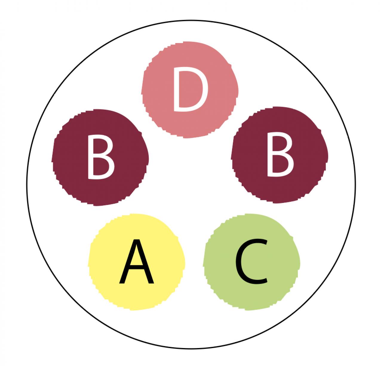 【ガーデニング】暑さと乾燥に強く、夏におすすめの多年草【ニチニチソウの寄せ植え】（画像5）