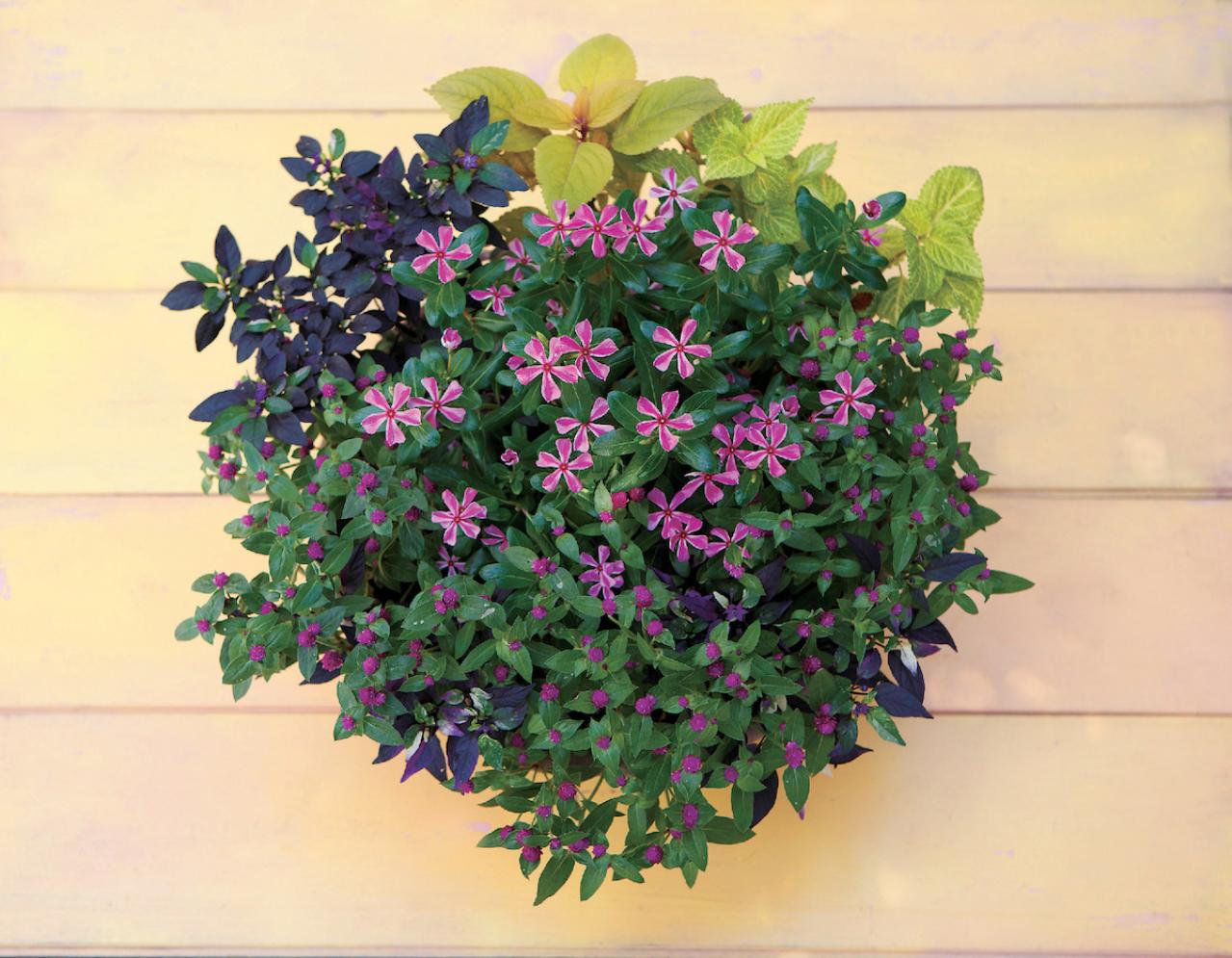 【ガーデニング】暑さに強く秋まで元気に育つ【ニチニチソウと実もの】の寄せ植え（画像2）