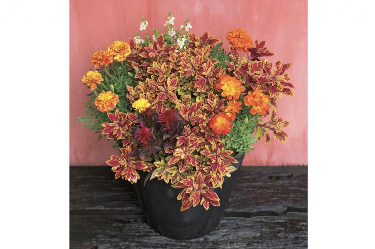 【ガーデニング】夏でも元気に咲く花と、葉色が魅力的なカラーリーフ【コリウス】の寄せ植え