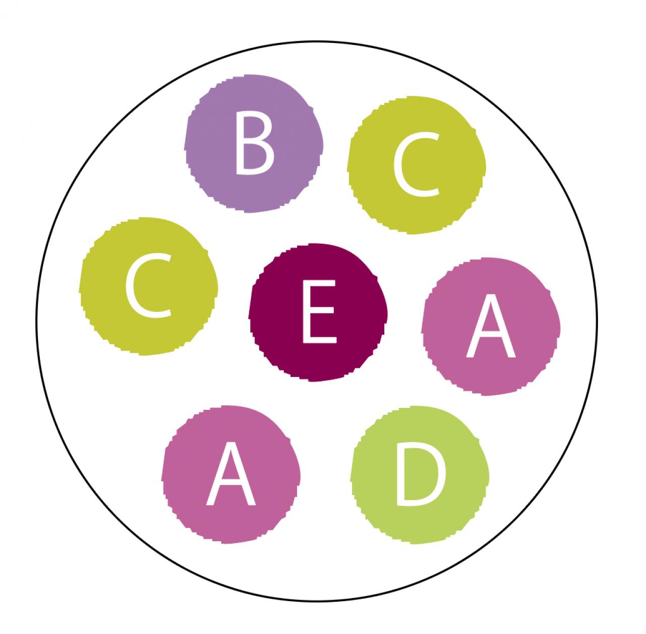 【ガーデニング】夏でも元気に咲く花と、葉色が魅力的なカラーリーフ【コリウス】の寄せ植え（画像6）