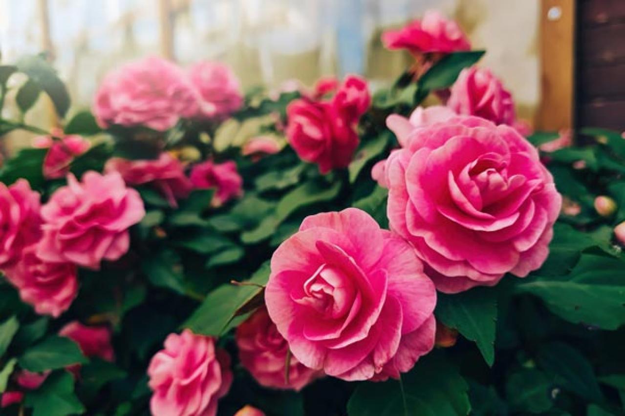 【ガーデニング】日陰を好む花おすすめ［8選］意外なほど多彩な花が楽しめる（画像4）