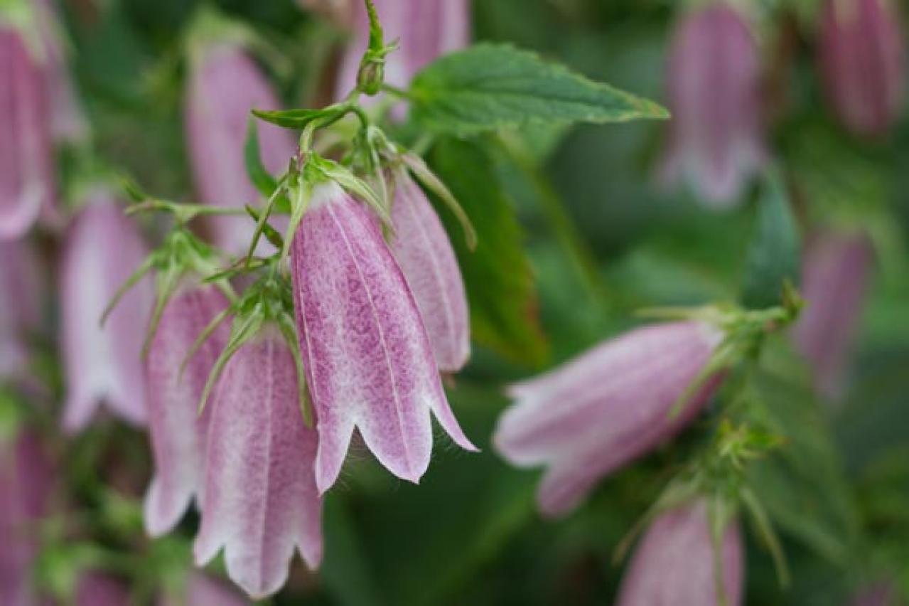 【ガーデニング】日陰を好む花おすすめ［8選］意外なほど多彩な花が楽しめる（画像6）