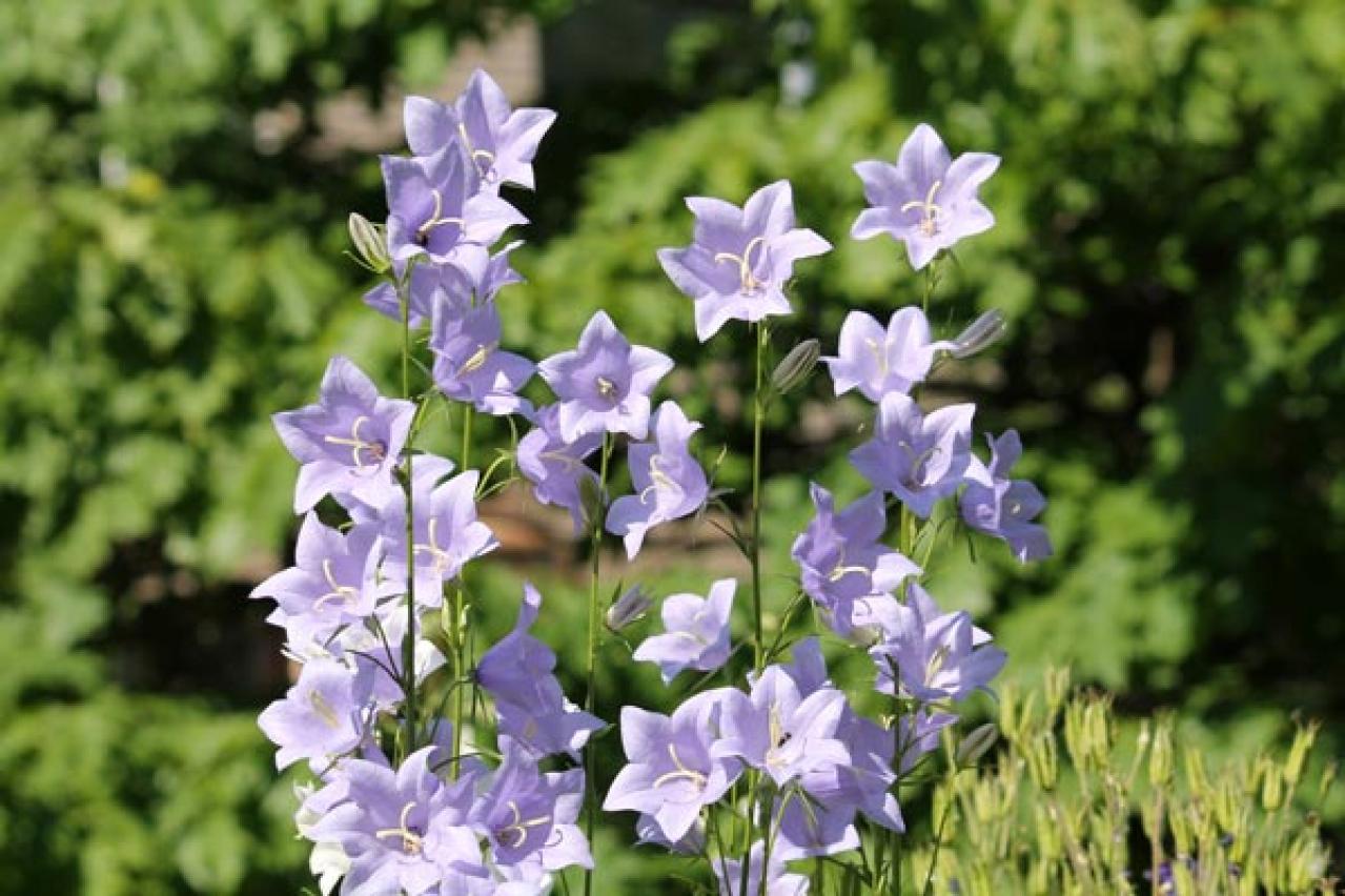 【ガーデニング】日陰を好む花おすすめ［8選］意外なほど多彩な花が楽しめる（画像10）