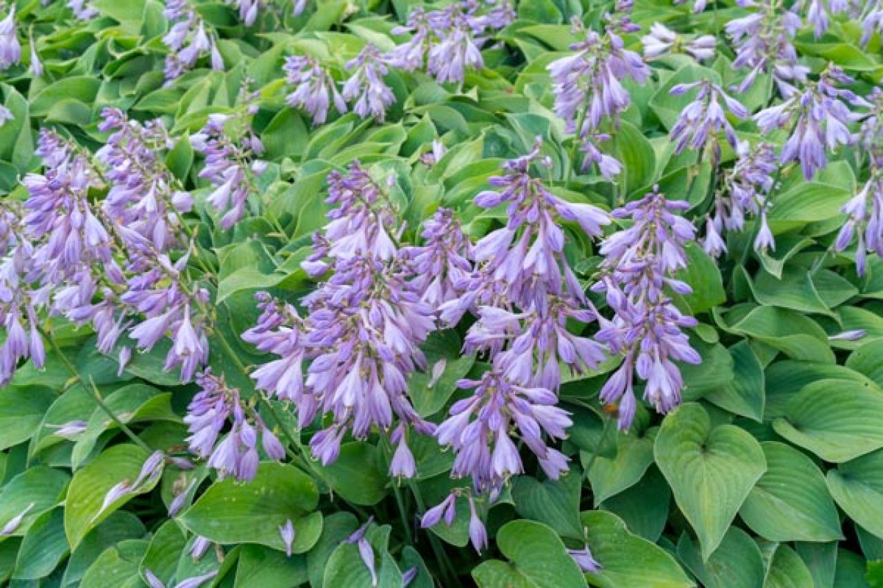 【ガーデニング】日陰を好む花おすすめ［8選］意外なほど多彩な花が楽しめる（画像9）