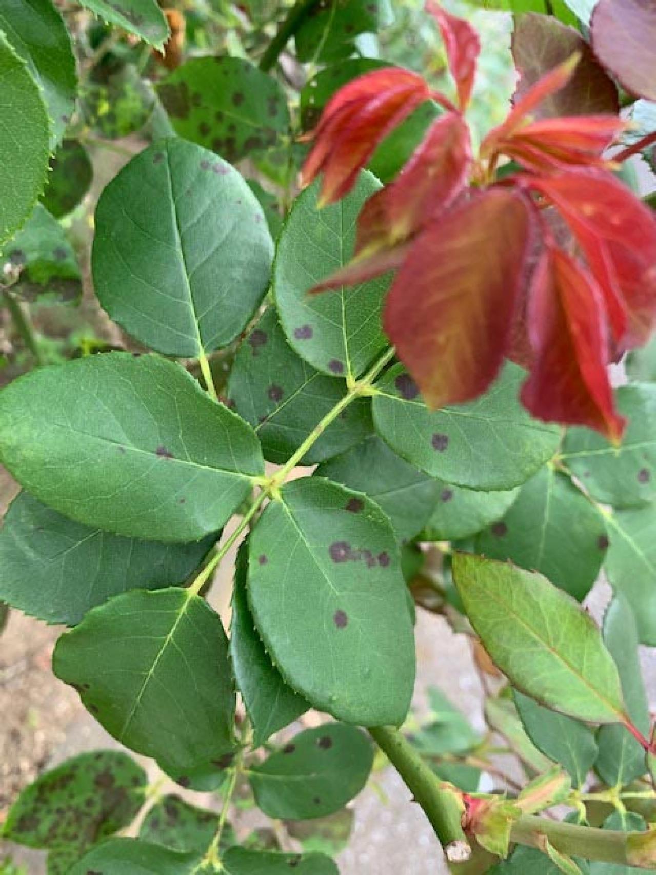 【ガーデニング】梅雨時のバラのお手入れ。大敵、恐ろしい黒点病！　鉢植えバラの植え替えと、水やりのポイントは？（画像5）