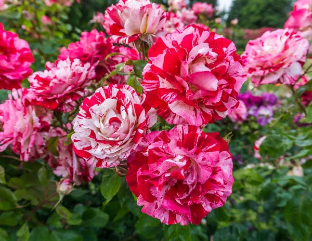 【ガーデニング】バラの葉に黒い斑点が！？恐ろしい黒点病を防ぐコツと、鉢植えの水やりポイント（画像3）