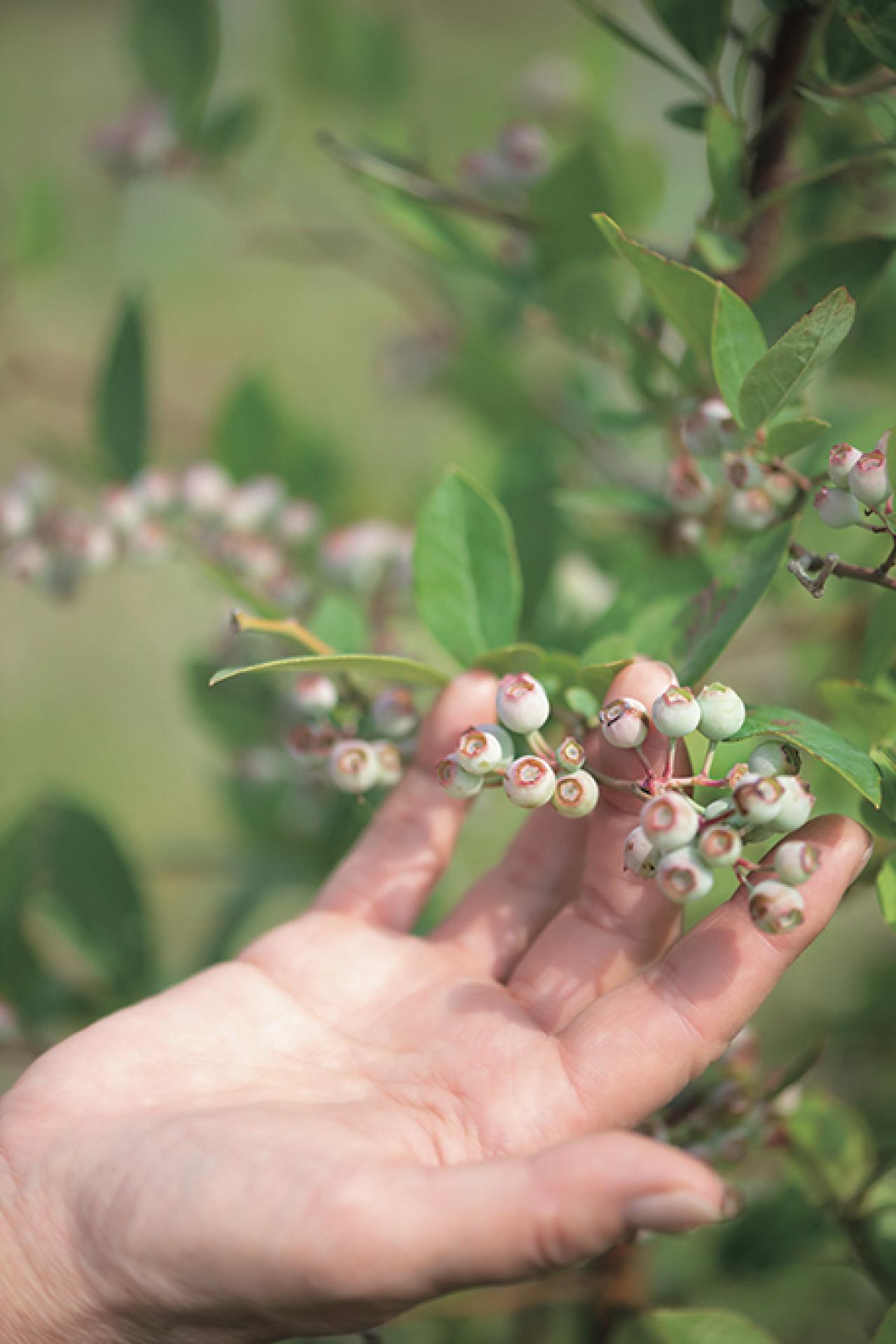 「私の熱中症対策」暮らしの賢者・山本ふみこさんがやっている【梅レシピ】とは？（画像8）