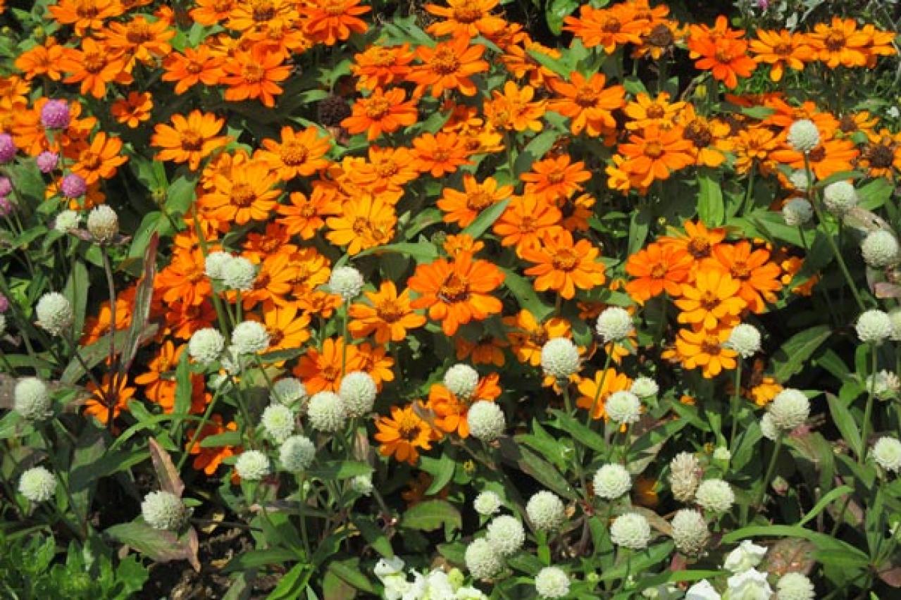 【ガーデニング】初夏から晩秋まで咲き続ける。手間なくキレイに一年草を楽しむ（画像14）