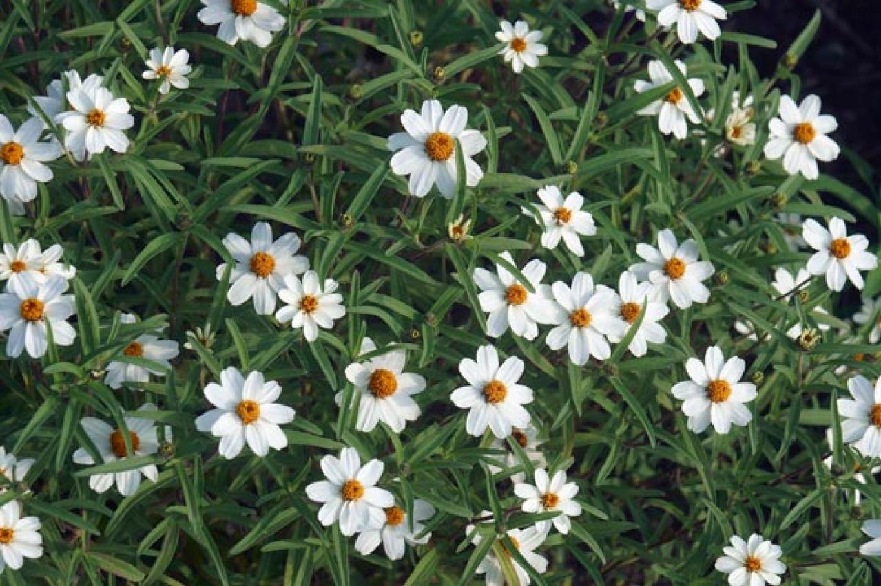 【ガーデニング】初夏から晩秋まで楽しめる花［8選］暑さのなかで次々に咲く一年草（画像4）