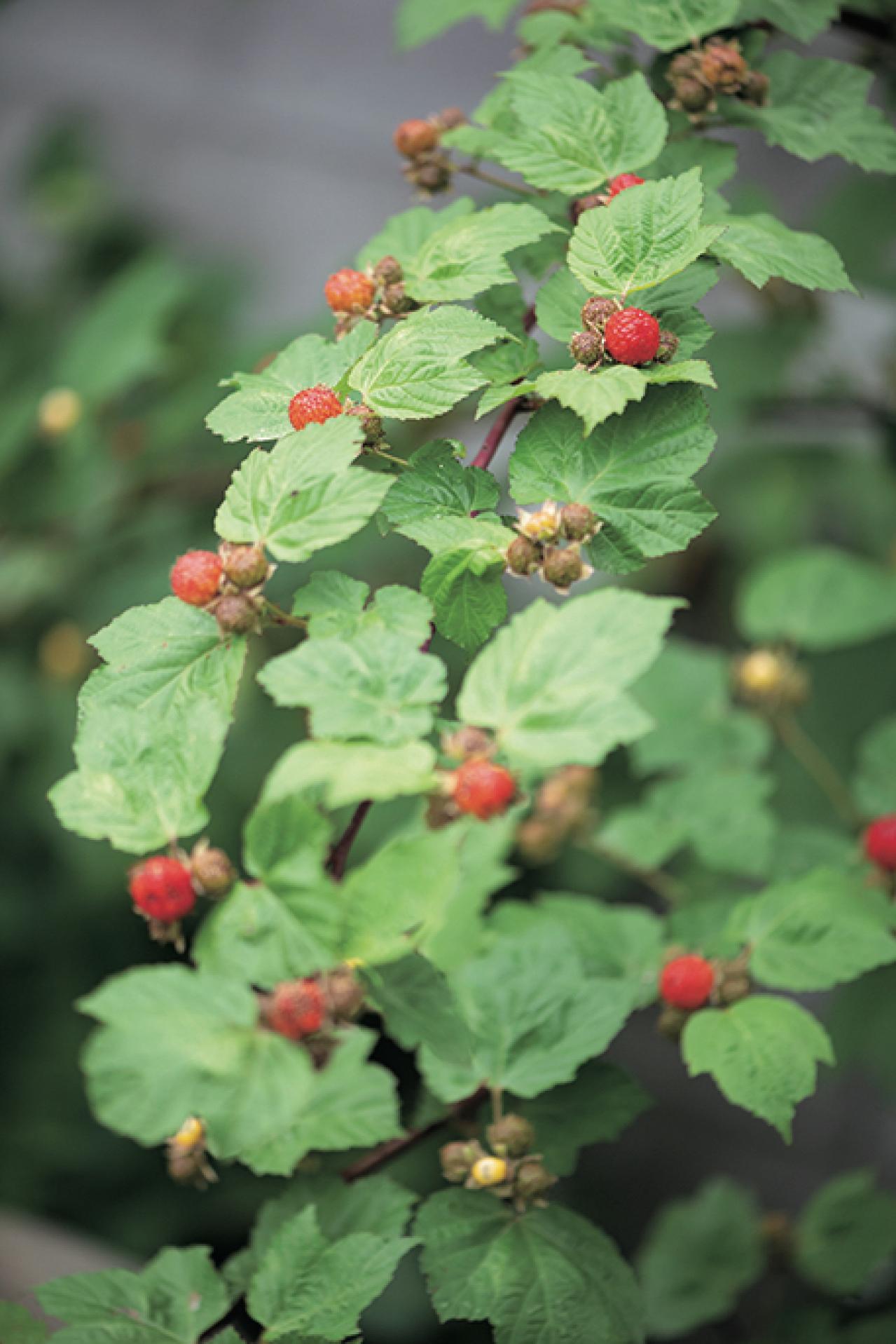 「私の熱中症対策」暮らしの賢者・山本ふみこさんがやっている【梅レシピ】とは？（画像7）